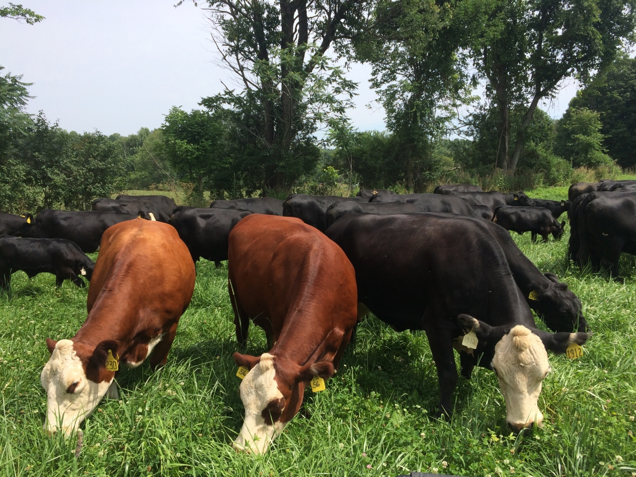best beef cattle for hobby farm